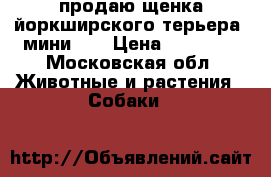 продаю щенка йоркширского терьера (мини )  › Цена ­ 15 000 - Московская обл. Животные и растения » Собаки   